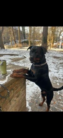 Rottweiler Rüde 2 Jahre alt