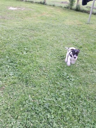 Jack Russell Welpen