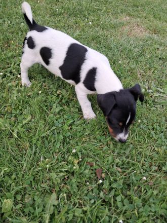Jack Russell Welpen