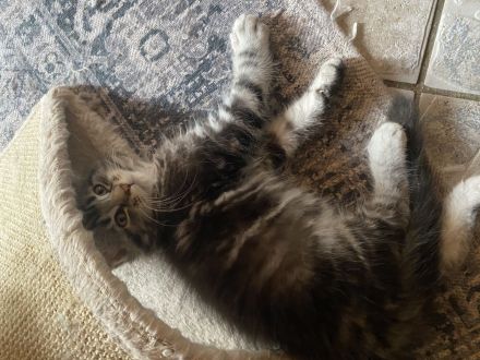 Maine coon Kitten Jungs