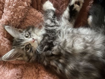 Maine coon Kitten Jungs