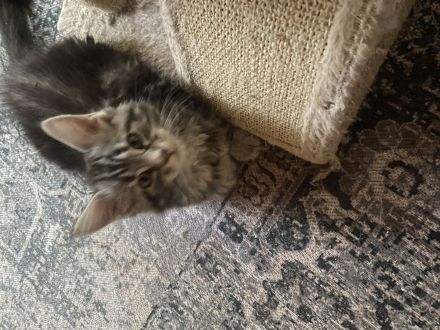 Maine coon Kitten Jungs
