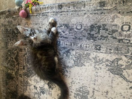 Maine coon Kitten Jungs