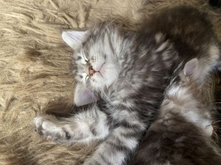 Maine coon Kitten Jungs