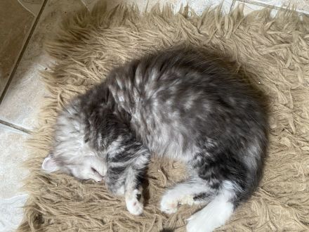 Maine coon Kitten Jungs