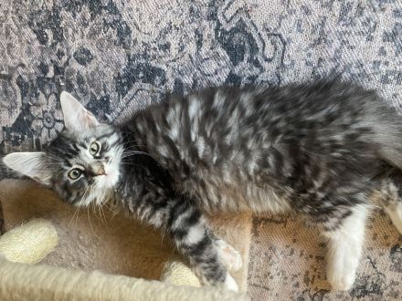 Maine coon Kitten Jungs