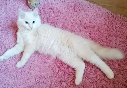 Reinrassiger Ragdollkater mit Stammbaum