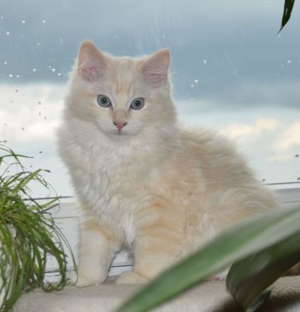 Reinrassiger Ragdollkater mit Stammbaum
