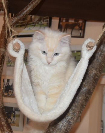 Reinrassiger Ragdollkater mit Stammbaum