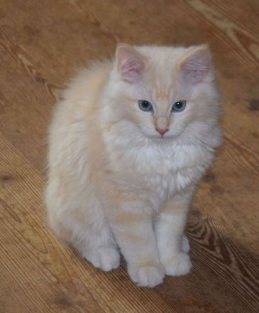 Reinrassiger Ragdollkater mit Stammbaum