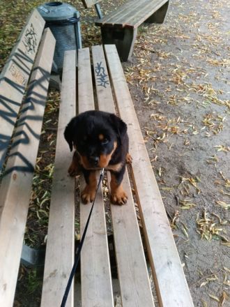 Tiger rottweiler 9 wochen sucht ein zuhause