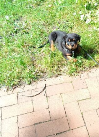 Tiger rottweiler 9 wochen sucht ein zuhause