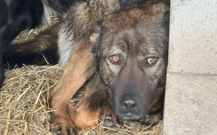 Flauschbär Pablo wünscht sich ein Zuhause