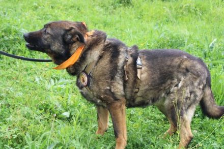 Flauschbär Pablo wünscht sich ein Zuhause