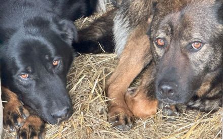 Flauschbär Pablo wünscht sich ein Zuhause