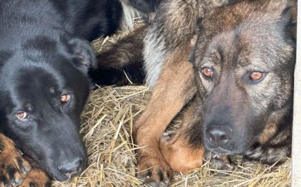 Flauschbär Pablo wünscht sich ein Zuhause