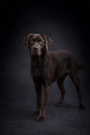 Labrador Deckrüde in Braun