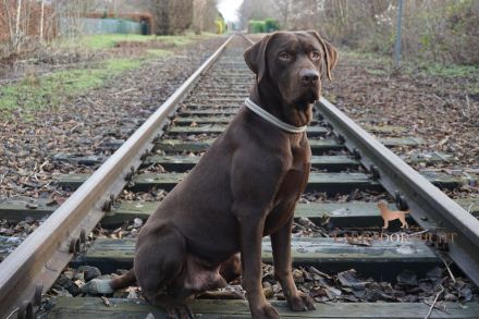 Labrador Deckrüde in Braun