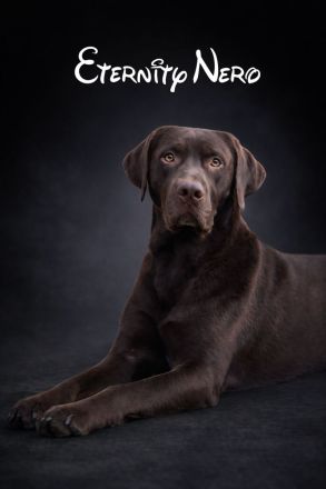 Labrador Deckrüde in Braun