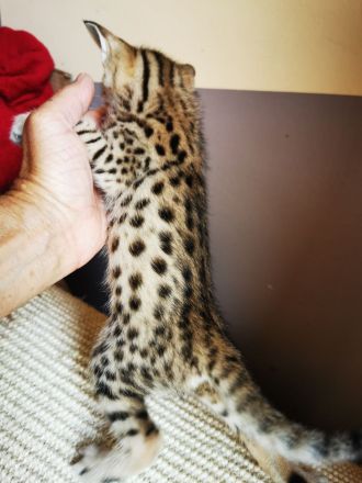 Typvolle F3C Savannah Kitten TicaCats