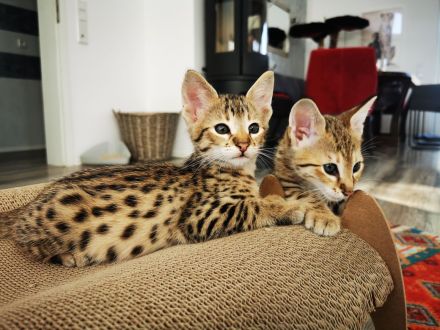 Typvolle F3C Savannah Kitten TicaCats