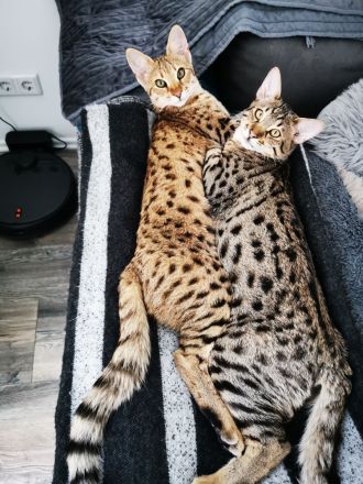 Typvolle F3C Savannah Kitten TicaCats