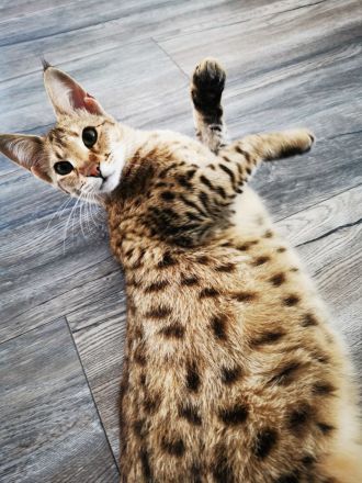 Typvolle F3C Savannah Kitten TicaCats