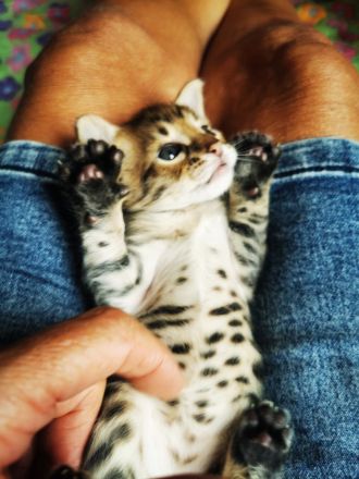 Typvolle F3C Savannah Kitten TicaCats