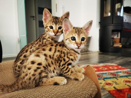 Typvolle F3C Savannah Kitten TicaCats