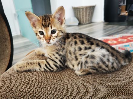 Typvolle F3C Savannah Kitten TicaCats