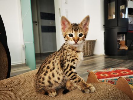 Typvolle F3C Savannah Kitten TicaCats