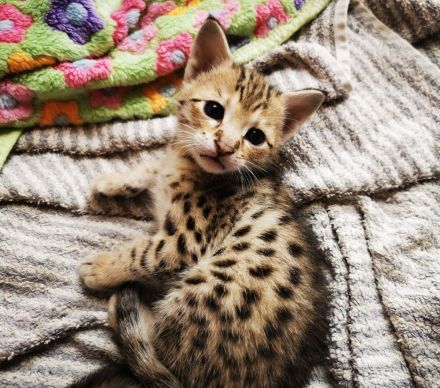 Typvolle F3C Savannah Kitten TicaCats