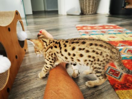 Typvolle F3C Savannah Kitten TicaCats