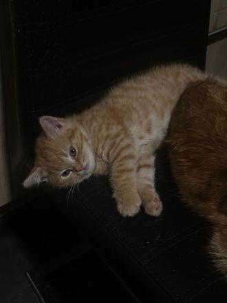 BKH Kater in der Farbe red tabby