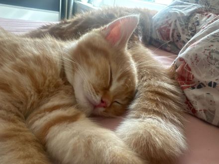 BKH Kater in der Farbe red tabby