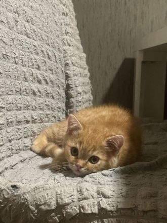 BKH Kater in der Farbe red tabby