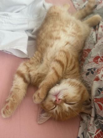 BKH Kater in der Farbe red tabby