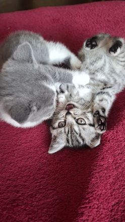 Wir2 BkH Mädchen suchen ein Zuhause!