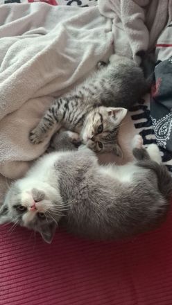 Wir2 BkH Mädchen suchen ein Zuhause!