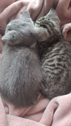 Wir2 BkH Mädchen suchen ein Zuhause!