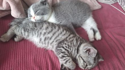 Wir2 BkH Mädchen suchen ein Zuhause!