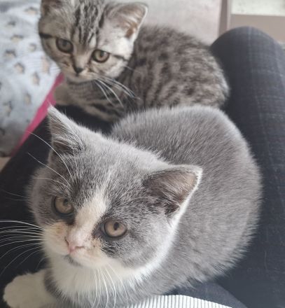 Wir2 BkH Mädchen suchen ein Zuhause!