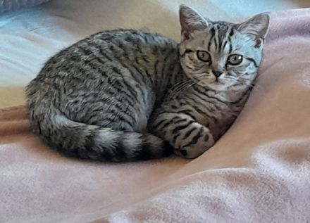 Wir2 BkH Mädchen suchen ein Zuhause!