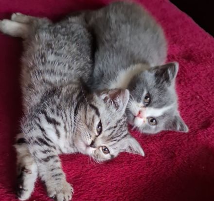 Wir2 BkH Mädchen suchen ein Zuhause!