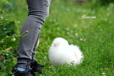 Pomeranian Zwergspitz weiß-creme Teddybärchen Welpen aus Deutscher Zucht