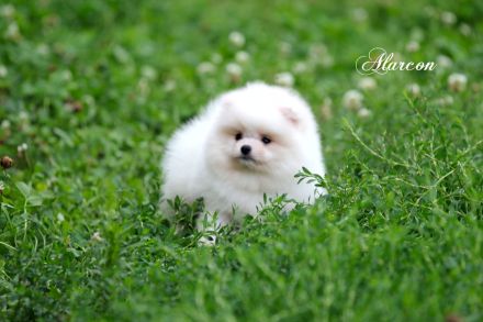 Pomeranian Zwergspitz weiß-creme Teddybärchen Welpen aus Deutscher Zucht