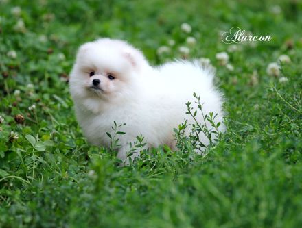Pomeranian Zwergspitz weiß-creme Teddybärchen Welpen aus Deutscher Zucht