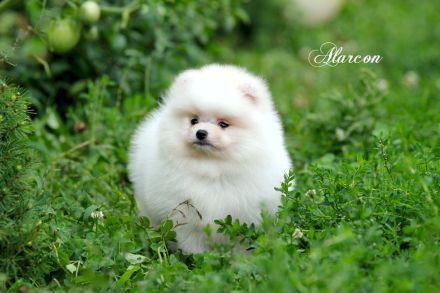 Pomeranian Zwergspitz weiß-creme Teddybärchen Welpen aus Deutscher Zucht