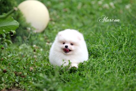Pomeranian Zwergspitz weiß-creme Teddybärchen Welpen aus Deutscher Zucht