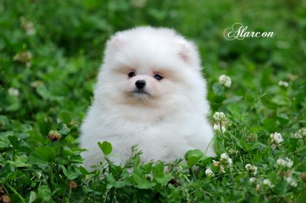 Pomeranian Zwergspitz weiß-creme Teddybärchen Welpen aus Deutscher Zucht